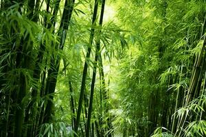 View of botanical green bamboo tropical forest in daylight. Oriental bamboo grove in china japanese concept by AI Generated photo