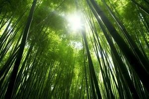 View of botanical green bamboo tropical forest in daylight. Oriental bamboo grove in china japanese concept by AI Generated photo