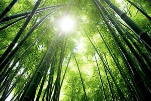 View of botanical green bamboo tropical forest in daylight. Oriental bamboo grove in china japanese concept by AI Generated photo