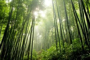 View of botanical green bamboo tropical forest in daylight. Oriental bamboo grove in china japanese concept by AI Generated photo