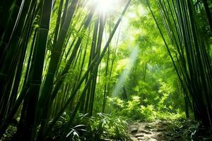 View of botanical green bamboo tropical forest in daylight. Oriental bamboo grove in china japanese concept by AI Generated photo