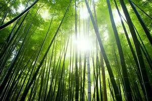 View of botanical green bamboo tropical forest in daylight. Oriental bamboo grove in china japanese concept by AI Generated photo