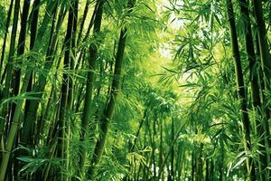 View of botanical green bamboo tropical forest in daylight. Oriental bamboo grove in china japanese concept by AI Generated photo