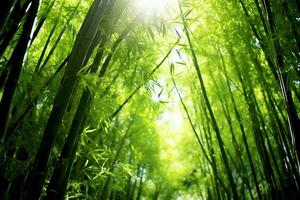 View of botanical green bamboo tropical forest in daylight. Oriental bamboo grove in china japanese concept by AI Generated photo