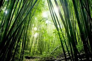 View of botanical green bamboo tropical forest in daylight. Oriental bamboo grove in china japanese concept by AI Generated photo