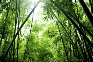 View of botanical green bamboo tropical forest in daylight. Oriental bamboo grove in china japanese concept by AI Generated photo