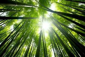 View of botanical green bamboo tropical forest in daylight. Oriental bamboo grove in china japanese concept by AI Generated photo