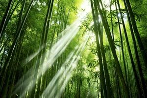 View of botanical green bamboo tropical forest in daylight. Oriental bamboo grove in china japanese concept by AI Generated photo