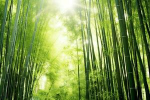 View of botanical green bamboo tropical forest in daylight. Oriental bamboo grove in china japanese concept by AI Generated photo