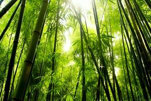 View of botanical green bamboo tropical forest in daylight. Oriental bamboo grove in china japanese concept by AI Generated photo