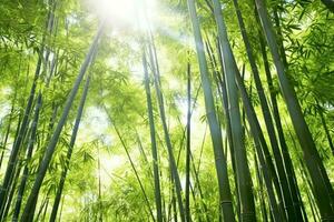 View of botanical green bamboo tropical forest in daylight. Oriental bamboo grove in china japanese concept by AI Generated photo