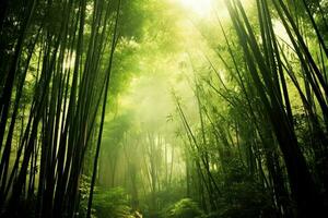 View of botanical green bamboo tropical forest in daylight. Oriental bamboo grove in china japanese concept by AI Generated photo