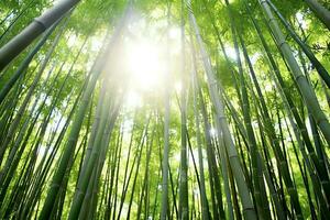 View of botanical green bamboo tropical forest in daylight. Oriental bamboo grove in china japanese concept by AI Generated photo