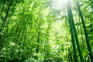 View of botanical green bamboo tropical forest in daylight. Oriental bamboo grove in china japanese concept by AI Generated photo