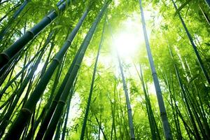 View of botanical green bamboo tropical forest in daylight. Oriental bamboo grove in china japanese concept by AI Generated photo