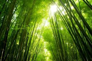 View of botanical green bamboo tropical forest in daylight. Oriental bamboo grove in china japanese concept by AI Generated photo