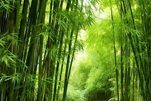 View of botanical green bamboo tropical forest in daylight. Oriental bamboo grove in china japanese concept by AI Generated photo