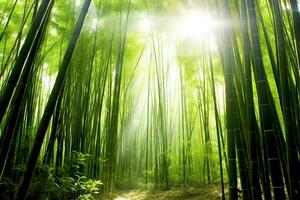 View of botanical green bamboo tropical forest in daylight. Oriental bamboo grove in china japanese concept by AI Generated photo