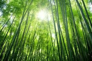 View of botanical green bamboo tropical forest in daylight. Oriental bamboo grove in china japanese concept by AI Generated photo