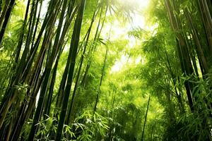 View of botanical green bamboo tropical forest in daylight. Oriental bamboo grove in china japanese concept by AI Generated photo