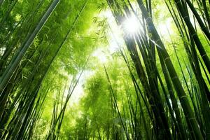 View of botanical green bamboo tropical forest in daylight. Oriental bamboo grove in china japanese concept by AI Generated photo