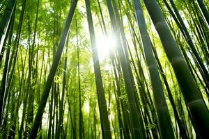 View of botanical green bamboo tropical forest in daylight. Oriental bamboo grove in china japanese concept by AI Generated photo