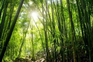 View of botanical green bamboo tropical forest in daylight. Oriental bamboo grove in china japanese concept by AI Generated photo