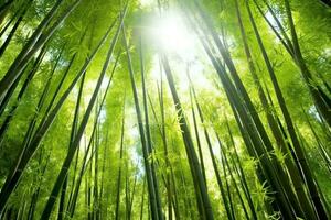 View of botanical green bamboo tropical forest in daylight. Oriental bamboo grove in china japanese concept by AI Generated photo