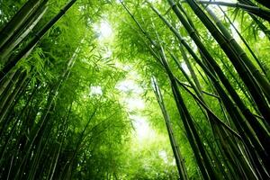 View of botanical green bamboo tropical forest in daylight. Oriental bamboo grove in china japanese concept by AI Generated photo