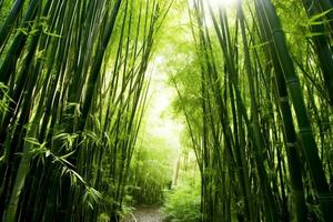 View of botanical green bamboo tropical forest in daylight. Oriental bamboo grove in china japanese concept by AI Generated photo