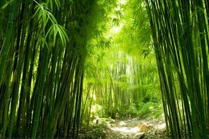 View of botanical green bamboo tropical forest in daylight. Oriental bamboo grove in china japanese concept by AI Generated photo