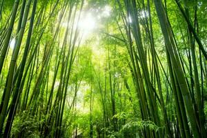 View of botanical green bamboo tropical forest in daylight. Oriental bamboo grove in china japanese concept by AI Generated photo