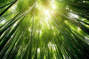 View of botanical green bamboo tropical forest in daylight. Oriental bamboo grove in china japanese concept by AI Generated photo