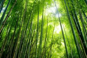 View of botanical green bamboo tropical forest in daylight. Oriental bamboo grove in china japanese concept by AI Generated photo