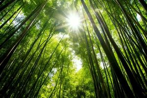 View of botanical green bamboo tropical forest in daylight. Oriental bamboo grove in china japanese concept by AI Generated photo