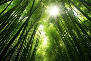 View of botanical green bamboo tropical forest in daylight. Oriental bamboo grove in china japanese concept by AI Generated photo