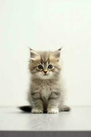 Cute small fluffy kitten with beautiful eyes is sitting or resting. British shorthair. Cat day concept by AI Generated photo