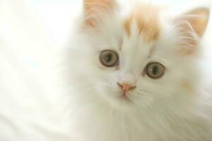 linda pequeño mullido gatito con hermosa ojos es sentado o descansando británico cabello corto. gato día concepto por ai generado foto