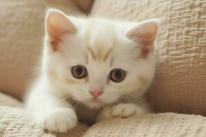 linda pequeño mullido gatito con hermosa ojos es sentado o descansando británico cabello corto. gato día concepto por ai generado foto