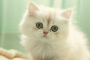 Cute small fluffy kitten with beautiful eyes is sitting or resting. British shorthair. Cat day concept by AI Generated photo