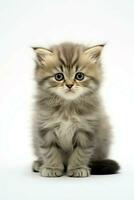 Cute small fluffy kitten with beautiful eyes is sitting or resting. British shorthair. Cat day concept by AI Generated photo