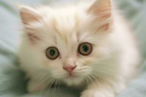 Cute small fluffy kitten with beautiful eyes is sitting or resting. British shorthair. Cat day concept by AI Generated photo