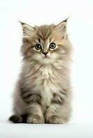 Cute small fluffy kitten with beautiful eyes is sitting or resting. British shorthair. Cat day concept by AI Generated photo