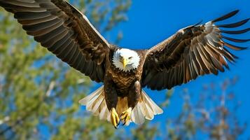 Eagle freely flying under the sunlight and blue sky. Predatory bird hunting in safari east africa concept by AI Generated photo