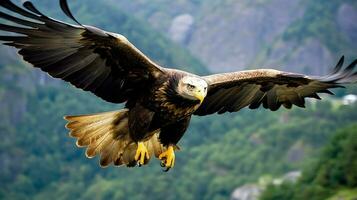 Eagle freely flying under the sunlight and blue sky. Predatory bird hunting in safari east africa concept by AI Generated photo