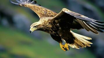 águila libremente volador debajo el luz de sol y azul cielo. depredador pájaro caza en safari este África concepto por ai generado foto