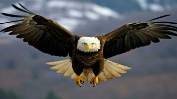 Eagle freely flying under the sunlight and blue sky. Predatory bird hunting in safari east africa concept by AI Generated photo