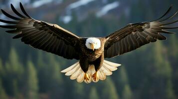 Eagle freely flying under the sunlight and blue sky. Predatory bird hunting in safari east africa concept by AI Generated photo