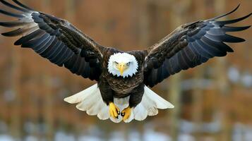 águila libremente volador debajo el luz de sol y azul cielo. depredador pájaro caza en safari este África concepto por ai generado foto