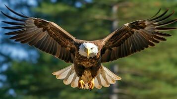 Eagle freely flying under the sunlight and blue sky. Predatory bird hunting in safari east africa concept by AI Generated photo